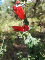 Lamourouxia rhinanthifolia