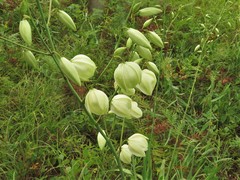 Yucca flaccida