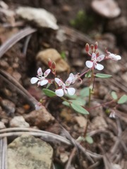 Lopezia gracilis