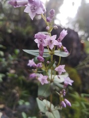 Gentianella wislizeni