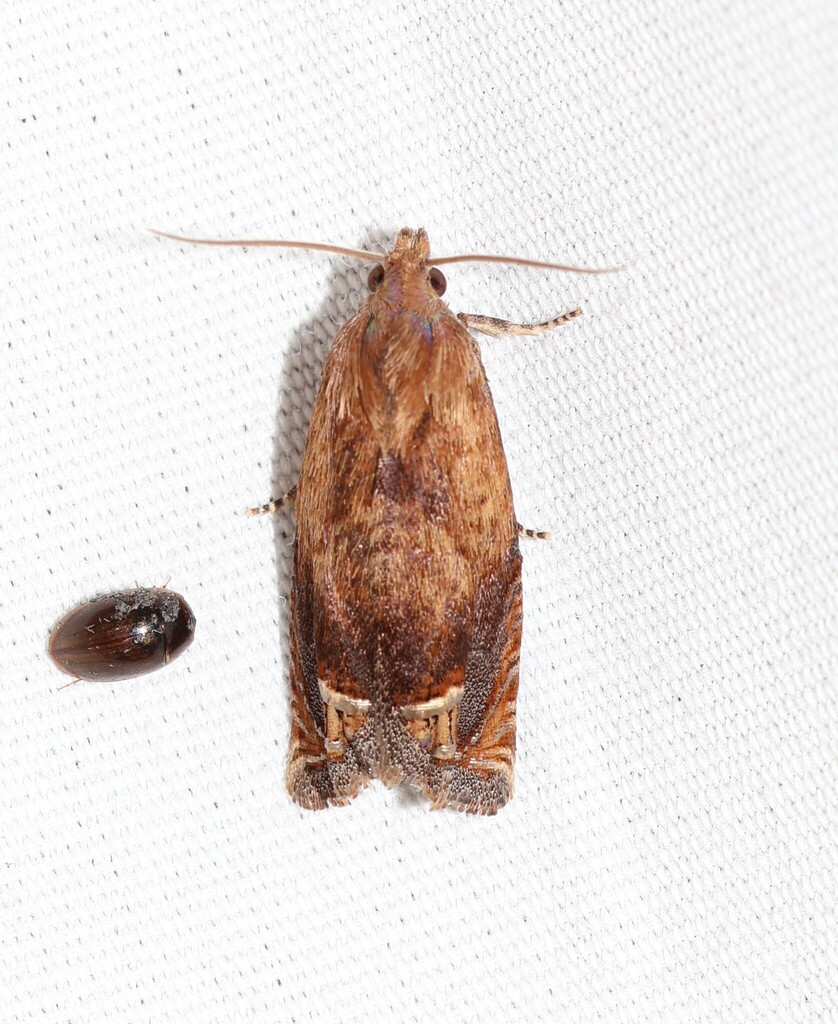 Eucosma paregoria