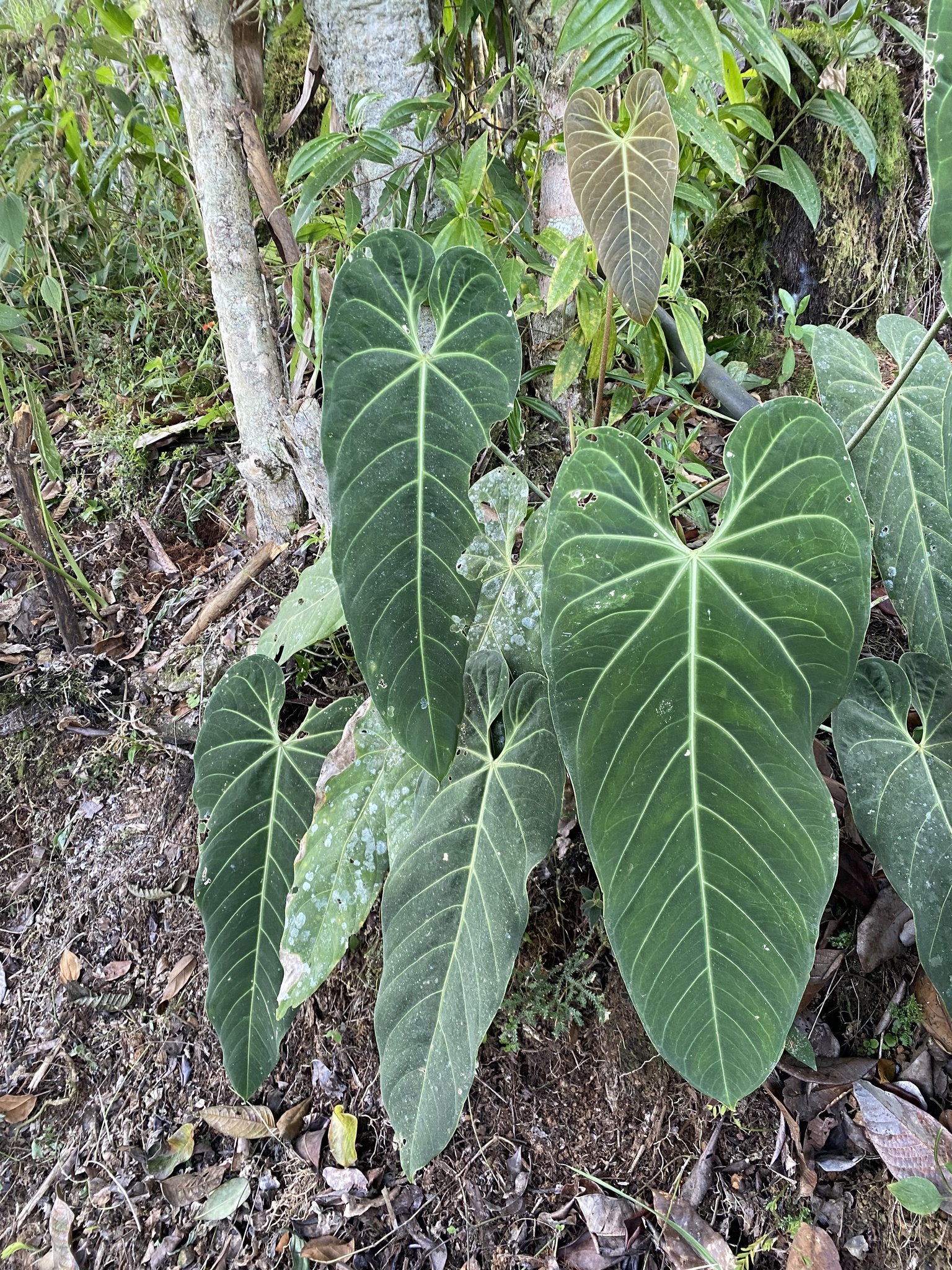Anthurium marmoratum  iNaturalist