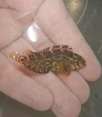 Striped Blenny photo 3
