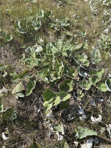 Arctic Butterbur