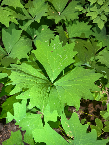Deer's-foot (Achlys californica)