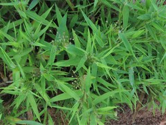 Dichanthelium leucothrix