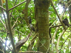 Orthorhyncus cristatus