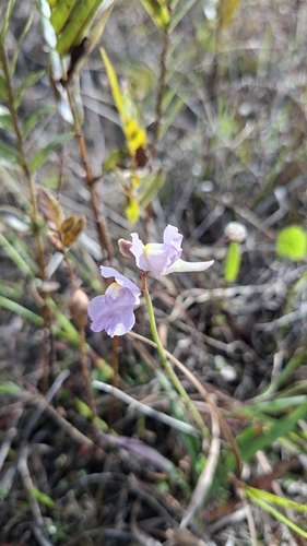 Utricularia tricolor, photograph 3