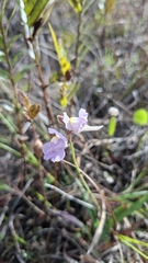 Utricularia tricolor, photograph (c) William G. Borges, some rights reserved (CC BY)