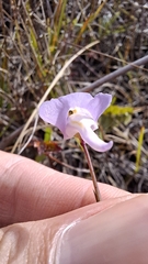 Utricularia tricolor, photograph (c) William G. Borges, some rights reserved (CC BY)
