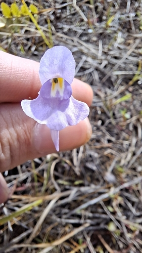 Utricularia tricolor, photograph 5