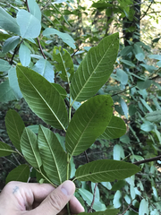 Frangula californica californica