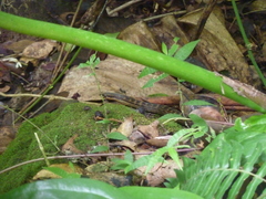 Alsophis rufiventris
