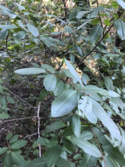 Frangula californica californica