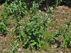 Eupatorium sullivaniae