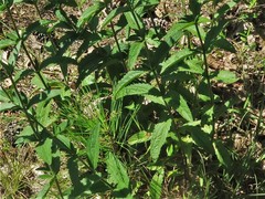 Eupatorium sullivaniae