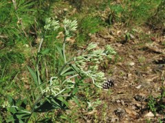 Eupatorium sullivaniae