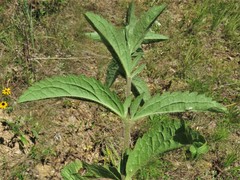 Eupatorium sullivaniae