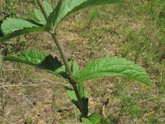 Eupatorium sullivaniae