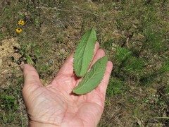 Eupatorium sullivaniae