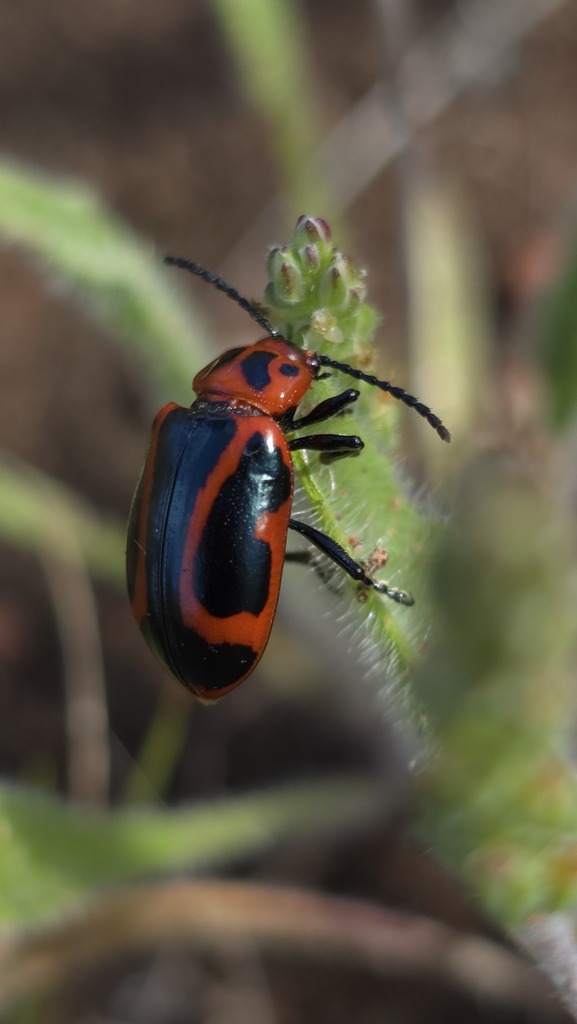 Phyllocharis flexuosa