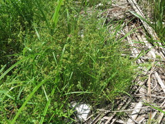 Fuirena simplex aristulata