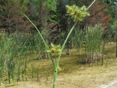 Fuirena simplex aristulata