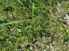 Fuirena simplex aristulata