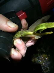 Potamogeton robbinsii