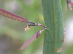 Bossiaea ensata