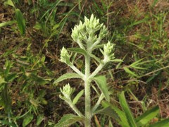 Eupatorium sullivaniae