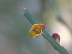 Bossiaea ensata