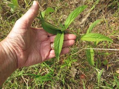 Eupatorium sullivaniae
