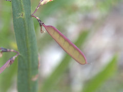 Bossiaea ensata