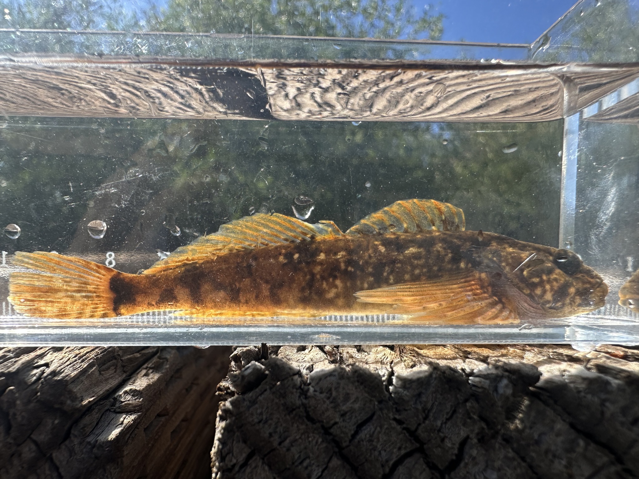 Shorthead Sculpin photo 4
