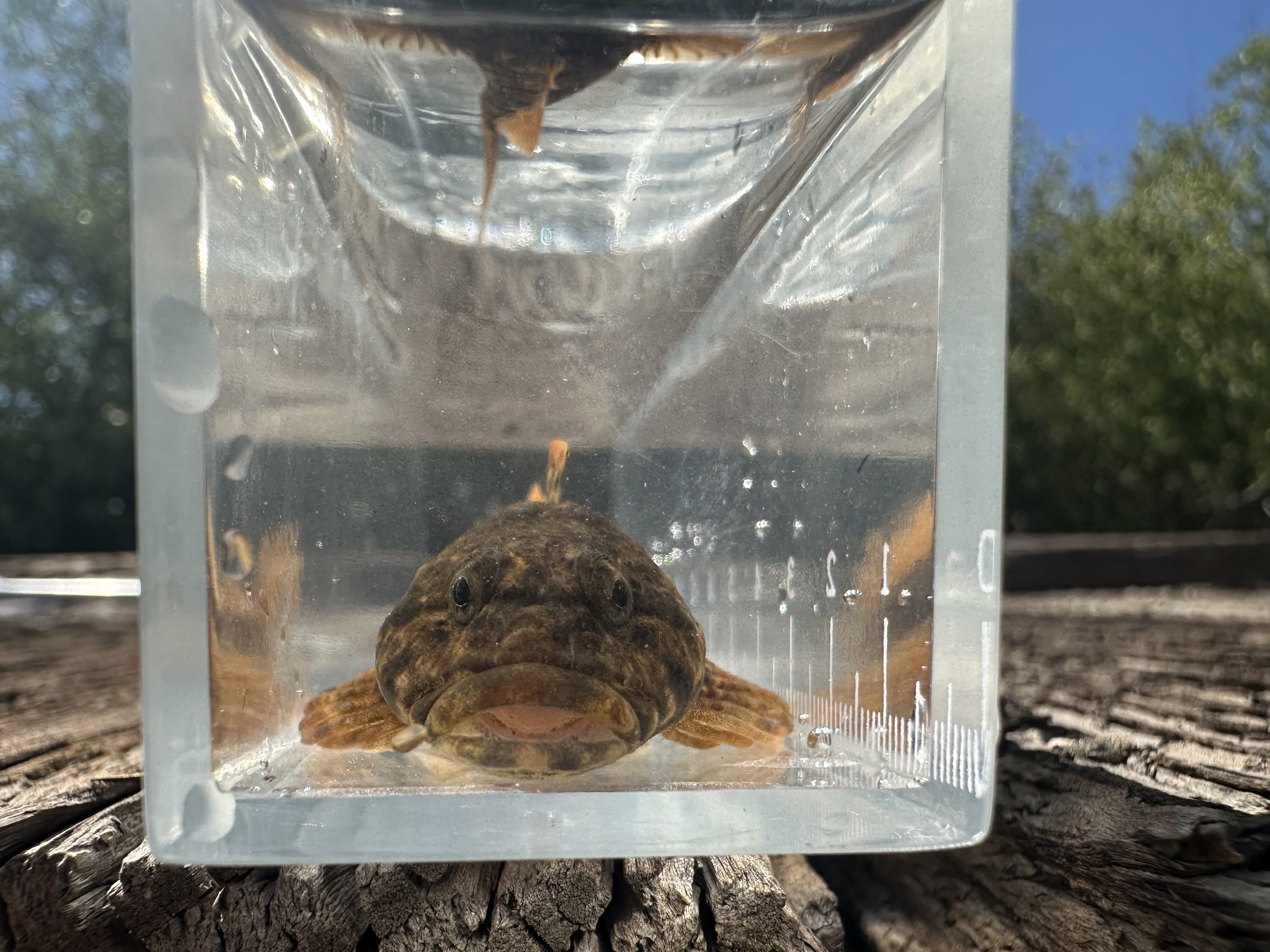 Shorthead Sculpin photo 5