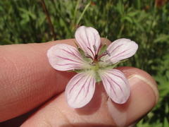 Geranium californicum