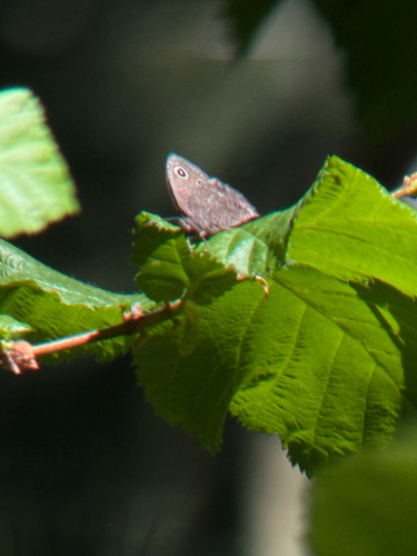 Small Wood-Nymph