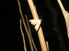 Chalastra pellurgata