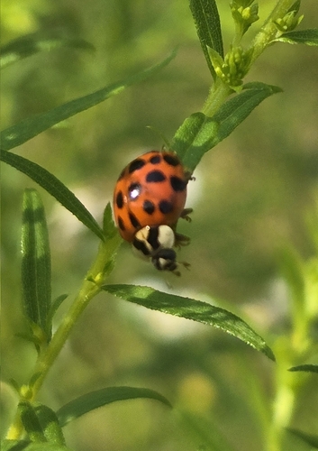 Asian Lady Beetle photographed in Maine