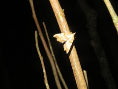 Chalastra pellurgata