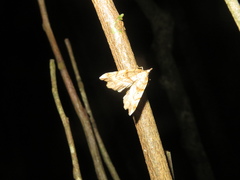 Chalastra pellurgata