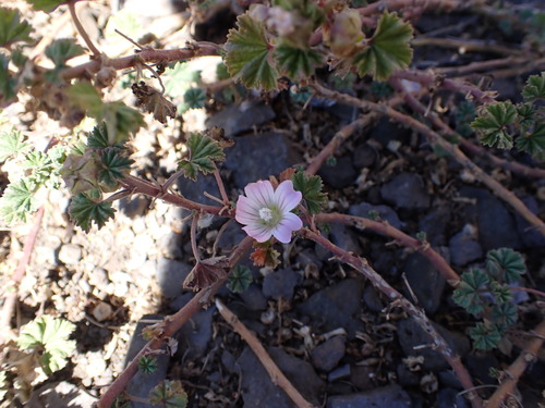 Malva neglecta observed 2025-07-26