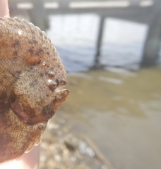 Hogchoker photo 2
