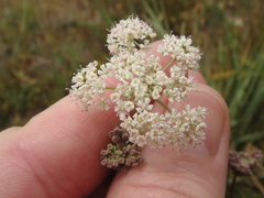 Perideridia parishii