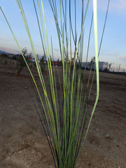 Juncus textilis