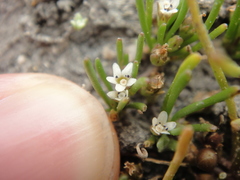 Limosella acaulis