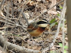 Melanopareia elegans