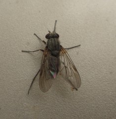 Symphoromyia