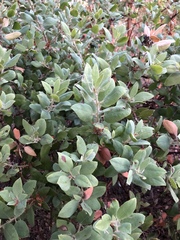 Arctostaphylos crustacea